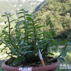 铁皮石斛单丛约50壮苗