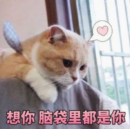 幽默笑话既然要剃光头,干嘛又洗又吹又染的呢
