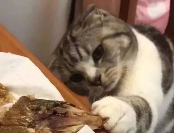 受不了诱惑,猫咪生病了被禁止吃鱼,小表情可委屈了