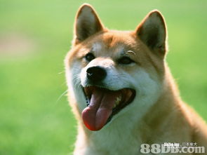 shibainu转让自家繁殖可爱柴犬bb香港宠物资讯88db服务平台