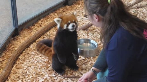 饲养员趁机偷摸小熊猫,小熊猫表情笑翻了别动手动脚行不行