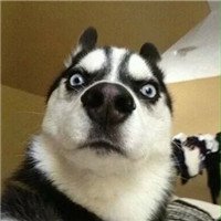 求一个表情图一只猥琐哈士奇狗狗的头像一脸震惊