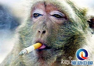 八大动物人性化体现盘点牧羊犬斯诺克具大师水准