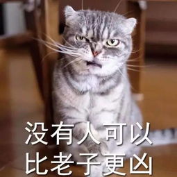 搜狐搞笑搜狐网