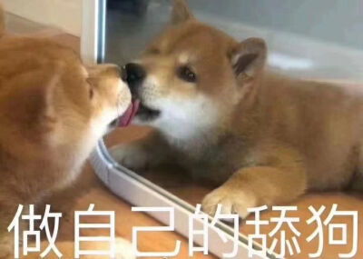 搞笑萌宠