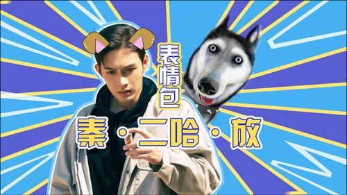 司藤秦放撞脸哈士奇,铁憨憨的搞笑表情包