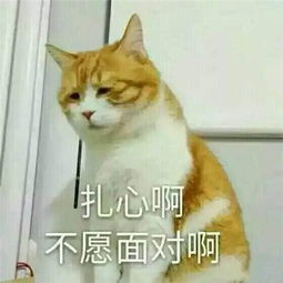 萌宠爆笑表情包,图三的猫主子是只没有灵魂的噬元兽