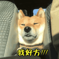 动物表情