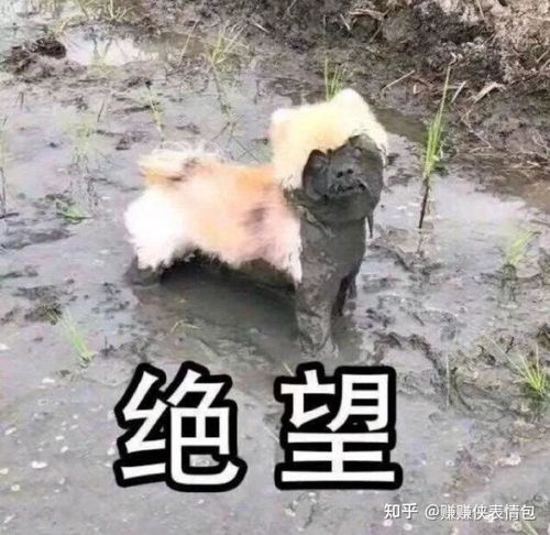 有趣的表情包搞笑野鸡