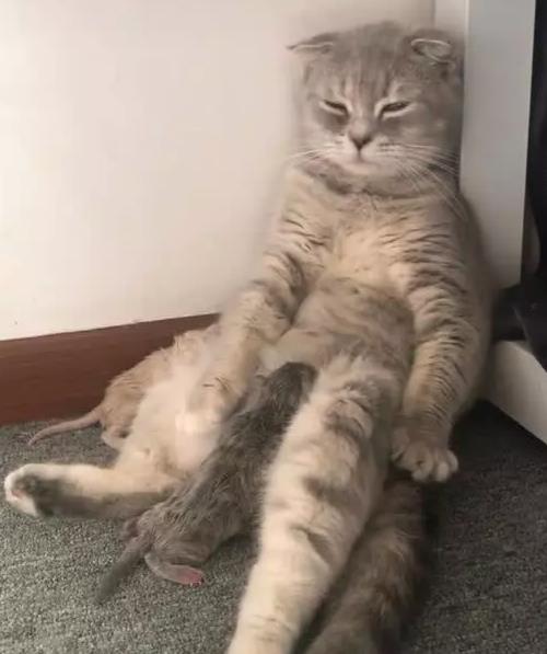 猫咪鬼混不小心怀孕了,喂奶时表情都是这样的,主人你自作自受
