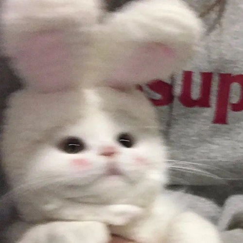 百田奥雅之光圈