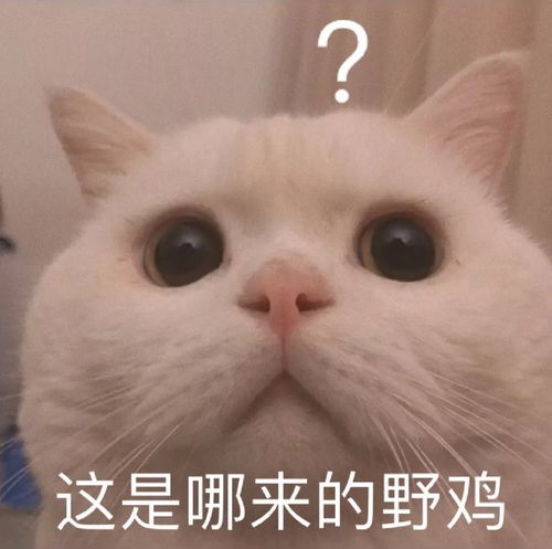 搞笑gif老师,我只背下了前两段能不能宽容一下宿舍
