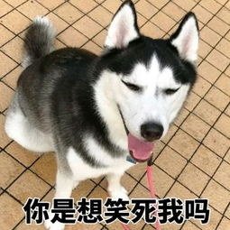 二哈哈士奇系列