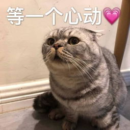 搞笑的猫咪表情包31张,拿去折腾男朋友吧