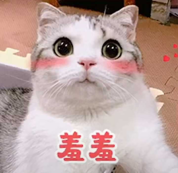 表情包超可爱猫咪表情包