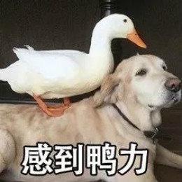 网红比心鸭子表情包哪里有最新最全比心鸭子表情包分享