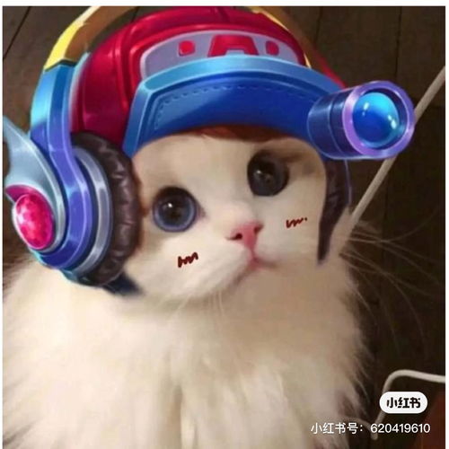 卡通猫的头像汪东城