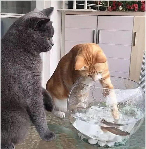 橘猫偷鱼吃,女主正想上前阻止,结果蓝猫的举动瞬间萌翻了