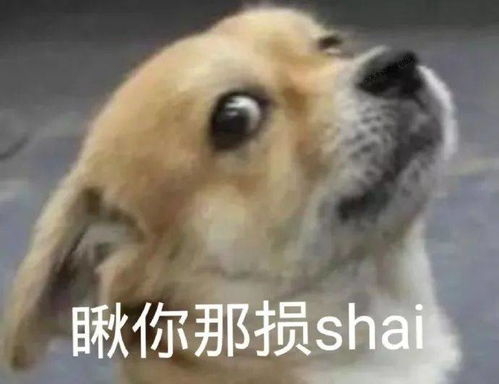 第47期汪表情大无语吸猫会出现狗传狗现象