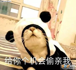 我的心上人真好看表情包这他妈的是什么人间疾苦小熊猫表情包下载乐游网游戏下载