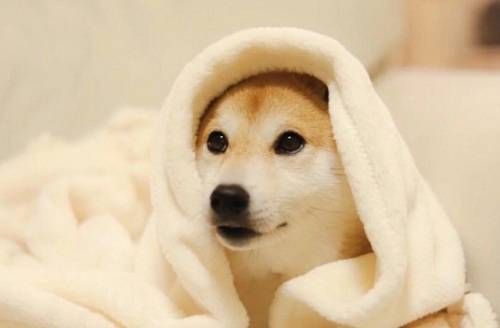 柴犬几个月开始爆毛