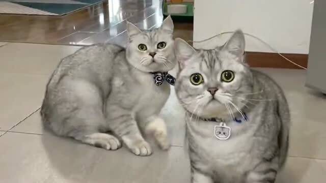 大链子的背后竟然是它,两只猫看到后表情变了,喵星人太搞笑了