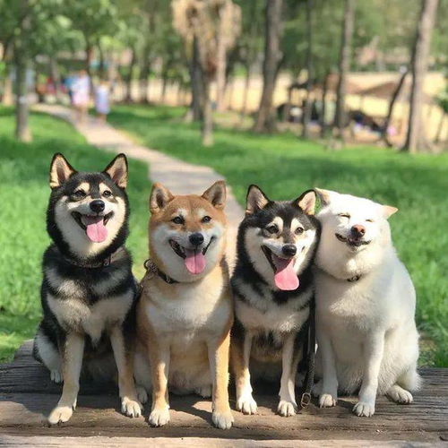 柴犬因不断的毁灭集体照而风靡一时