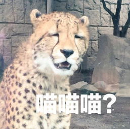 网友拍到动物园的一只大猫,这表情一看就笑喷,还被做成了表情包