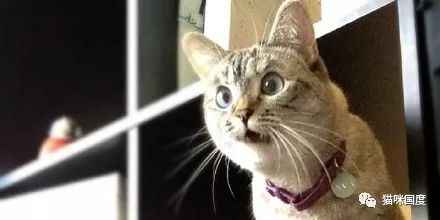 一大堆猫咪惊讶的表情包