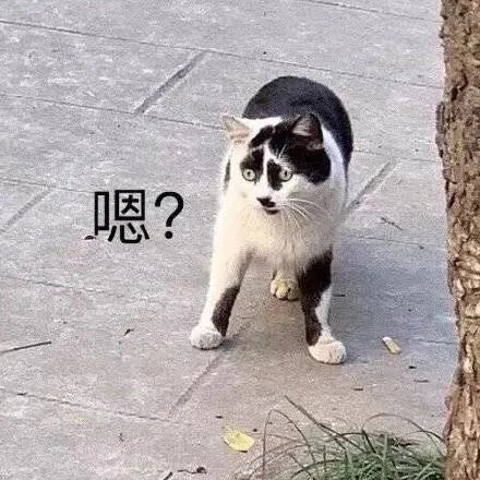 搞笑表情包神器每一天我的动力就是见到你,并和你说说话
