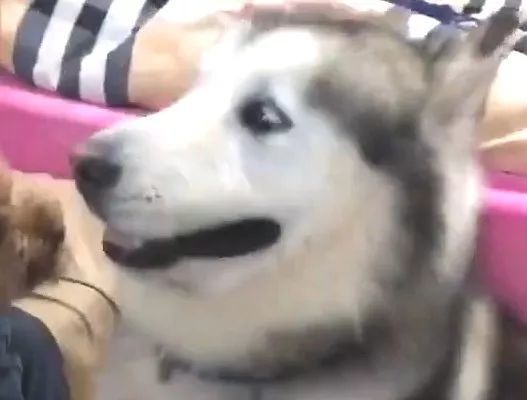 泰迪犬狗仗人势对哈士奇狂叫,二哈最后的表情亮了