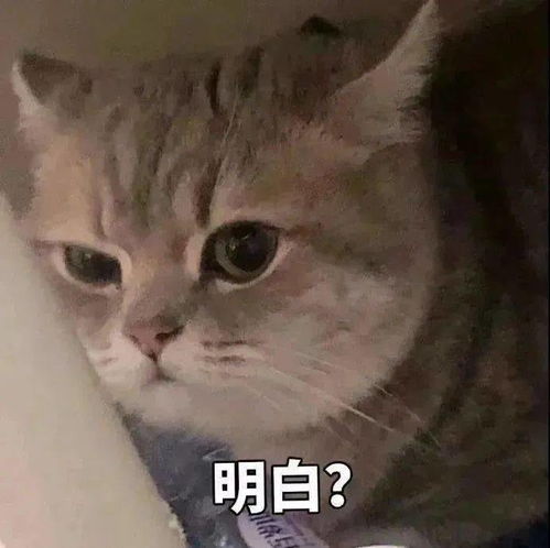 日常沙雕搞笑表情包