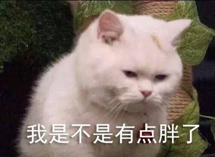 今日表情推荐,1231