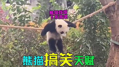 我就说大熊猫自带搞笑天赋福宝每天都在妈妈的雷点上蹦迪