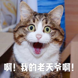猫咪搞笑表情包搞笑