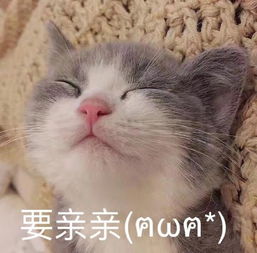 甜甜的猫咪表情包要亲亲