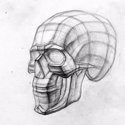 有了这些绘画资料,学起素描更得劲