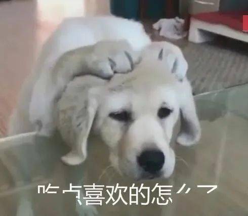 我家狗老爱吃屎,我都想扔掉它了