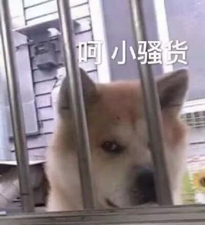 搞笑萌宠