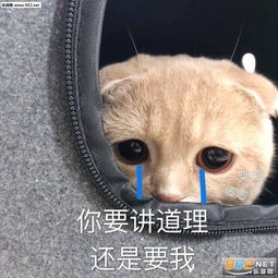 介绍一下我对象搞笑表情包图片你是要讲道理还是要我猫咪表情包下载乐游网游戏下载