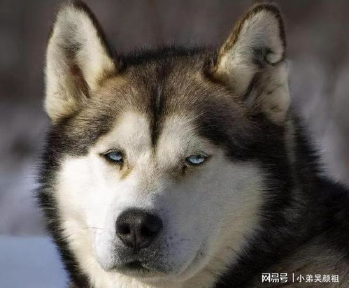 中大型犬如何挑选狗粮