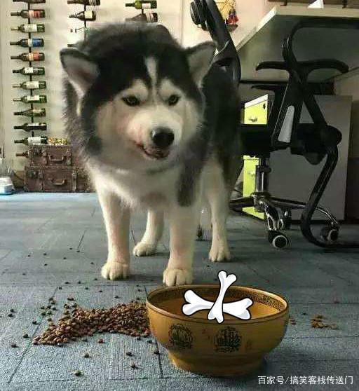 每日一笑二哈的搞笑对话,专治各种郁闷,个个都是表情包
