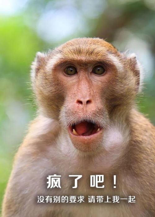猴子搞笑表情包查谟