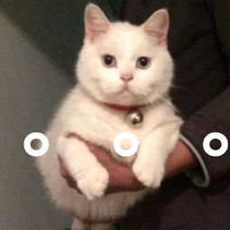 猫咪表情包睡了告辞