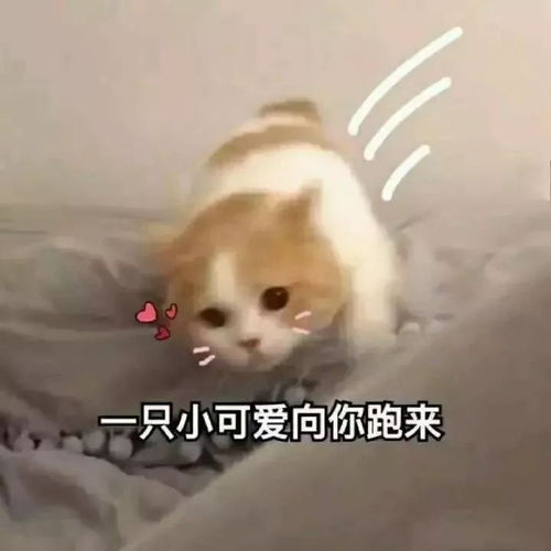 有没有那种既沙雕又搞怪的朋友圈文案