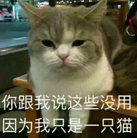 一条全是小猫咪的表情包保证看完每张都想保存