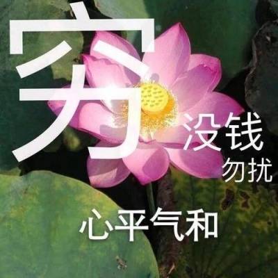 qq头像有字的荷花图片荷花头像图片大全集