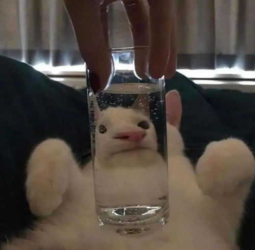 当沙雕网友遇上蠢萌猫狗,今日份的沙雕表情包又增加了
