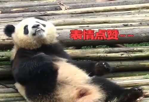 熊猫宝宝变吃脚大汉表情值得点赞真是回味无穷啊