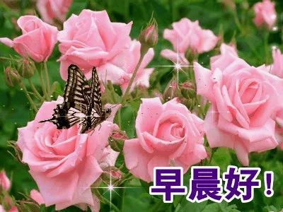 问候语短信天冷了的早上好唯美动画表情祝福美图
